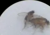 벼룩파리의 불편한 진실