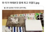 물그릇을 침대로 착각한 강아지.jpg