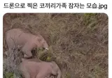 드론으로 찍은 코끼리가족 잠자는모습.jpg