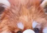 집에서 너구리, 토끼, 팬더, 곰, 호랑이, 사자를 키우는 사람
