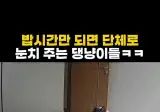 아침밥을 늦게 주는 애완동물 주인 ㅋㅋㅋ