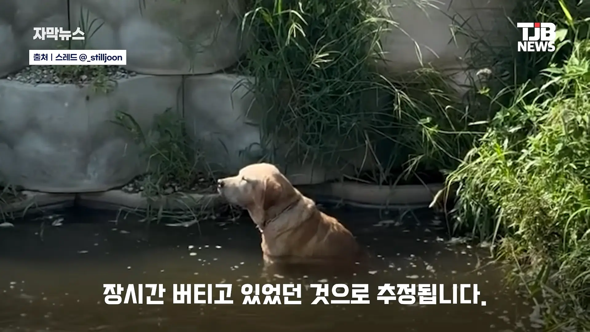 부러진 다리로 8시간 견뎌. 수로에 갇혔던 리트리버 근황｜ TJB 대전·세종·충남뉴스 00-00-40.png