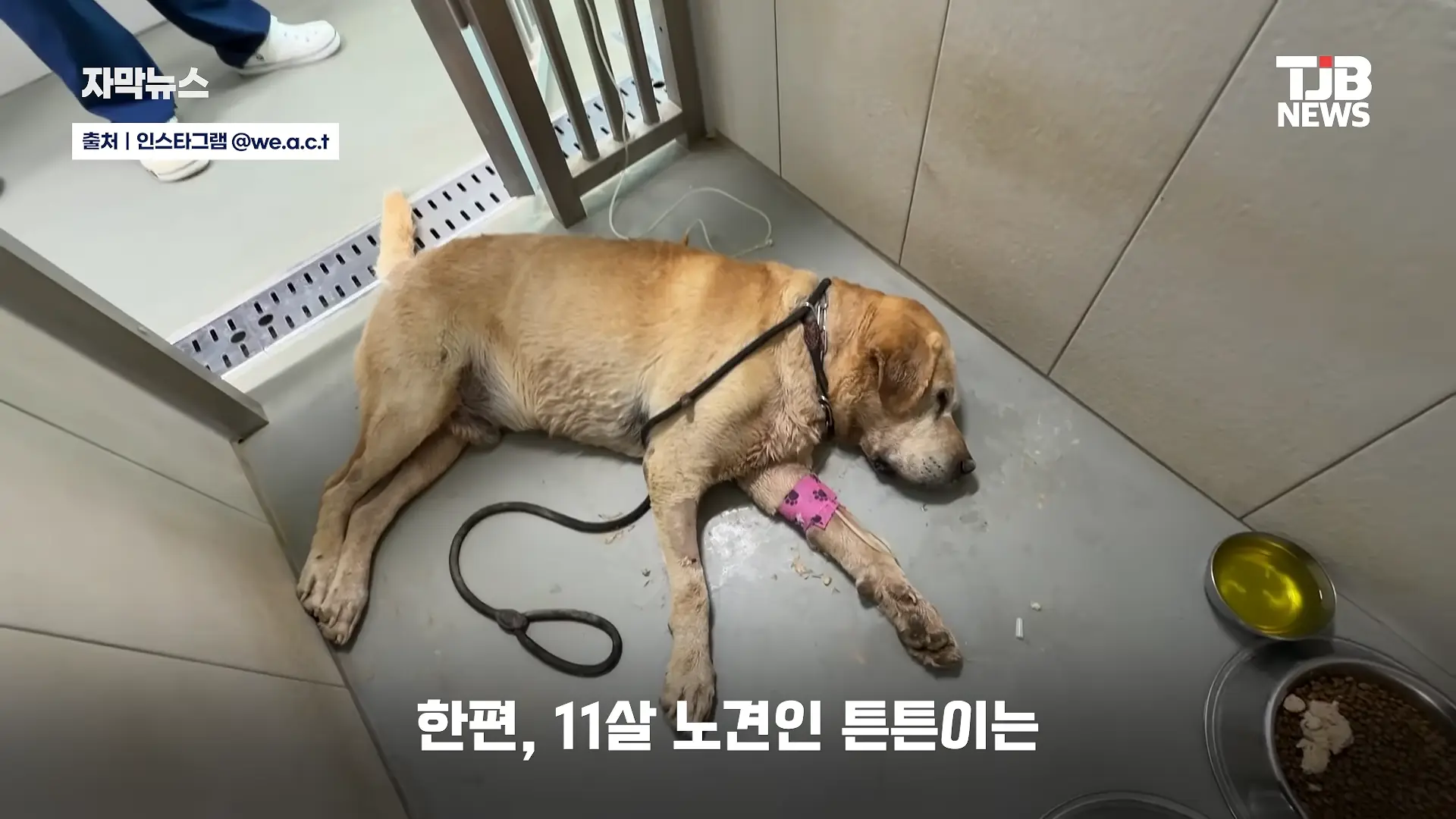 부러진 다리로 8시간 견뎌. 수로에 갇혔던 리트리버 근황｜ TJB 대전·세종·충남뉴스 00-00-43.png