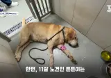 수로에 갇혀있던 리트리버 근황