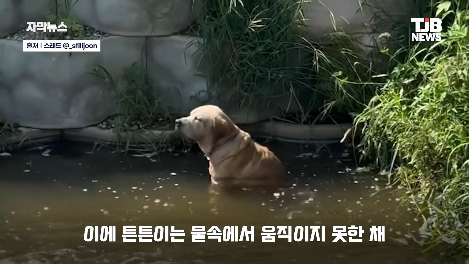 부러진 다리로 8시간 견뎌. 수로에 갇혔던 리트리버 근황｜ TJB 대전·세종·충남뉴스 00-00-37.png