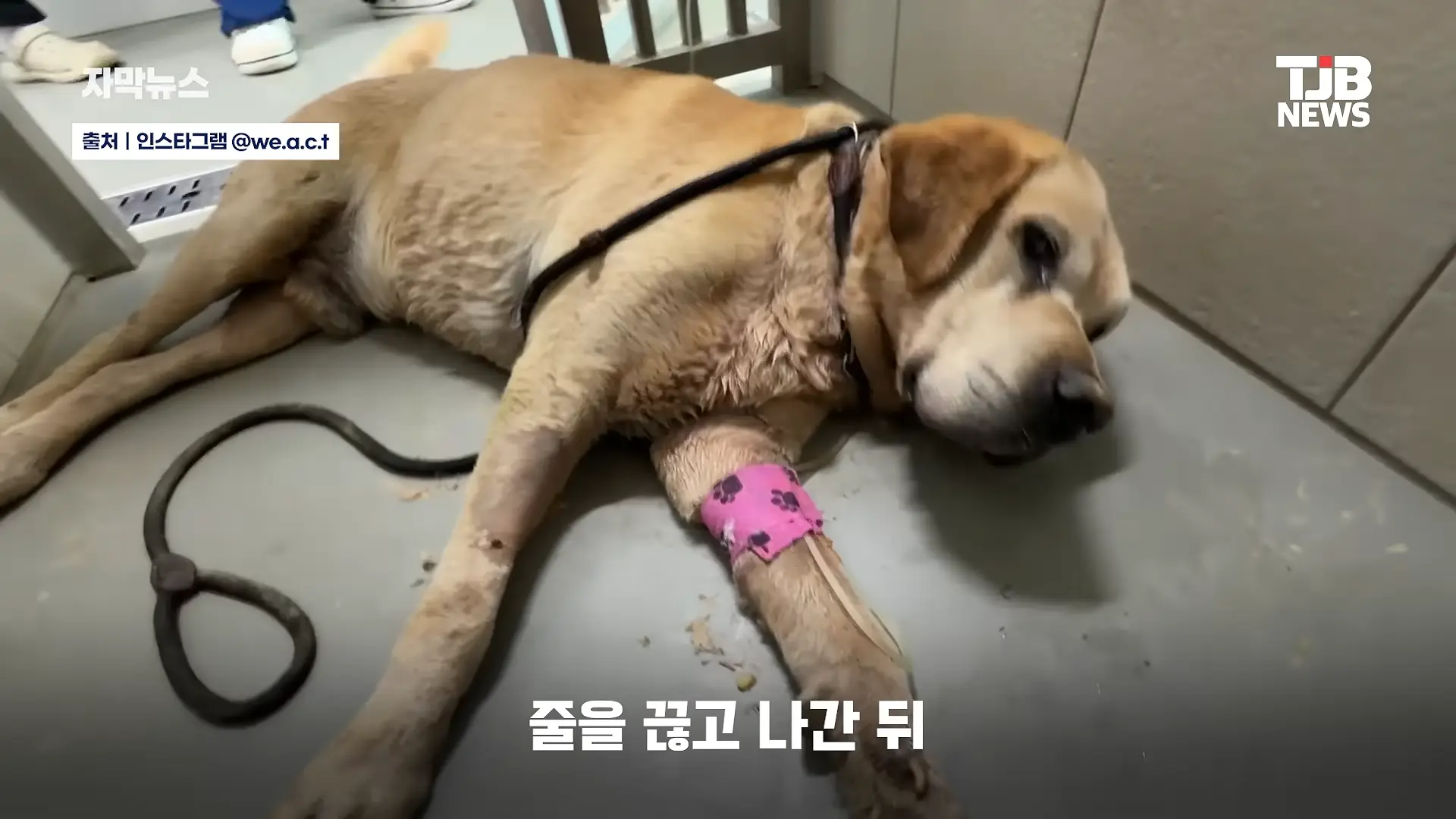 부러진 다리로 8시간 견뎌. 수로에 갇혔던 리트리버 근황｜ TJB 대전·세종·충남뉴스 00-00-45.png