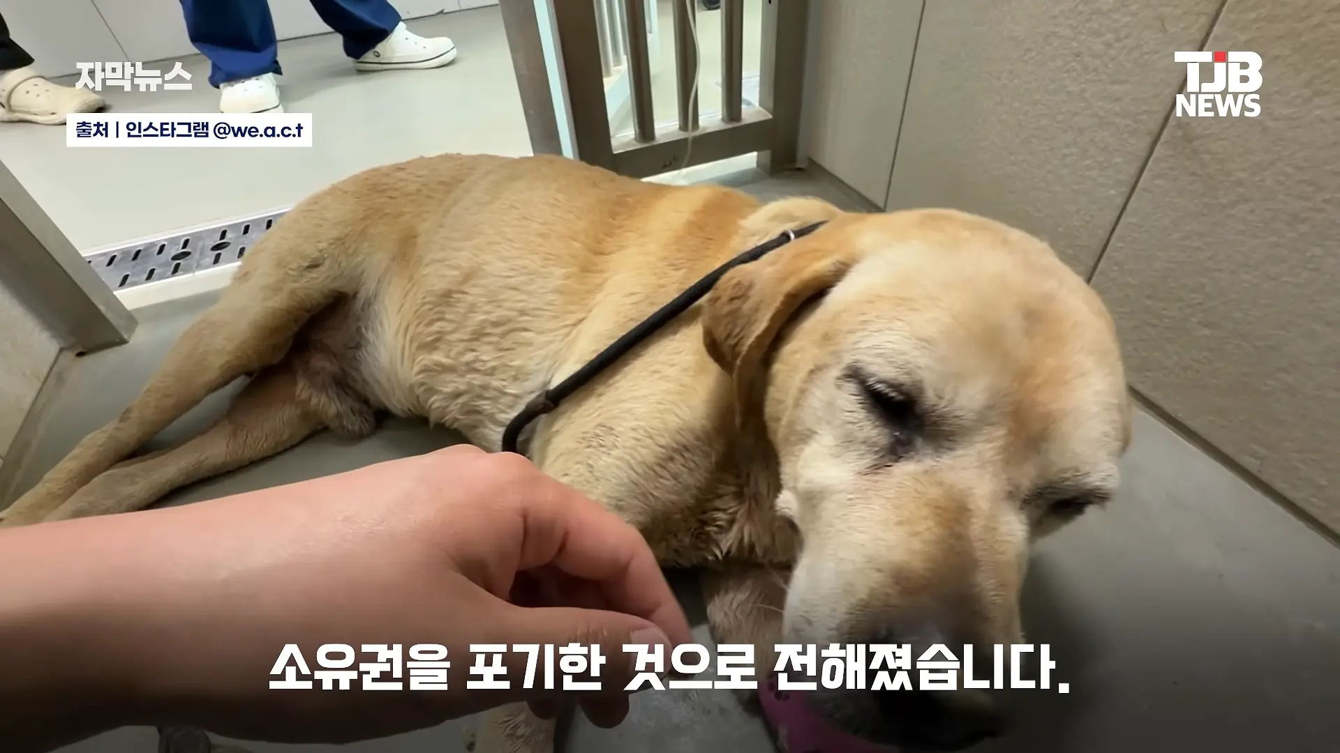 부러진 다리로 8시간 견뎌. 수로에 갇혔던 리트리버 근황｜ TJB 대전·세종·충남뉴스 00-00-51.png