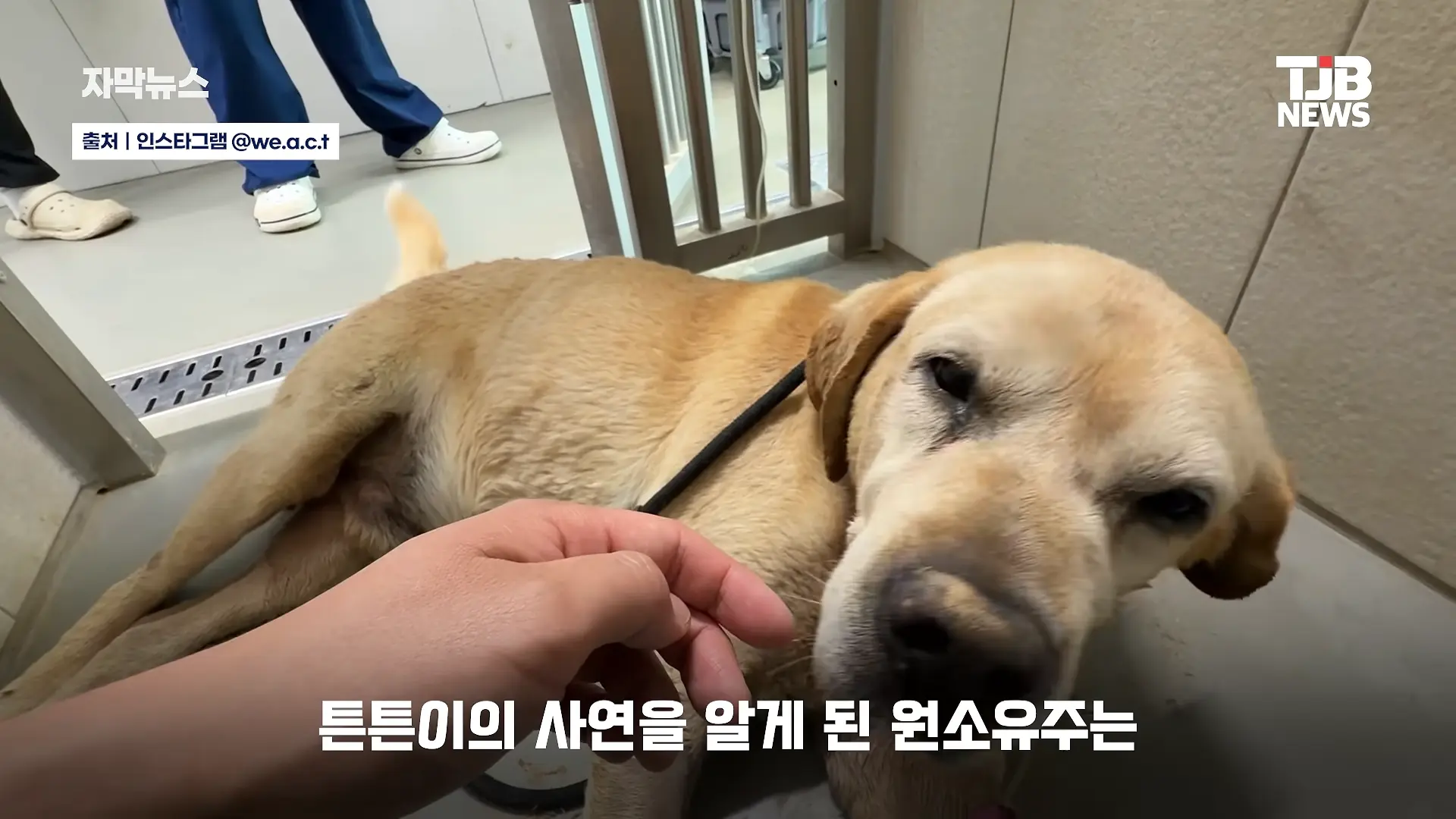 부러진 다리로 8시간 견뎌. 수로에 갇혔던 리트리버 근황｜ TJB 대전·세종·충남뉴스 00-00-49.png