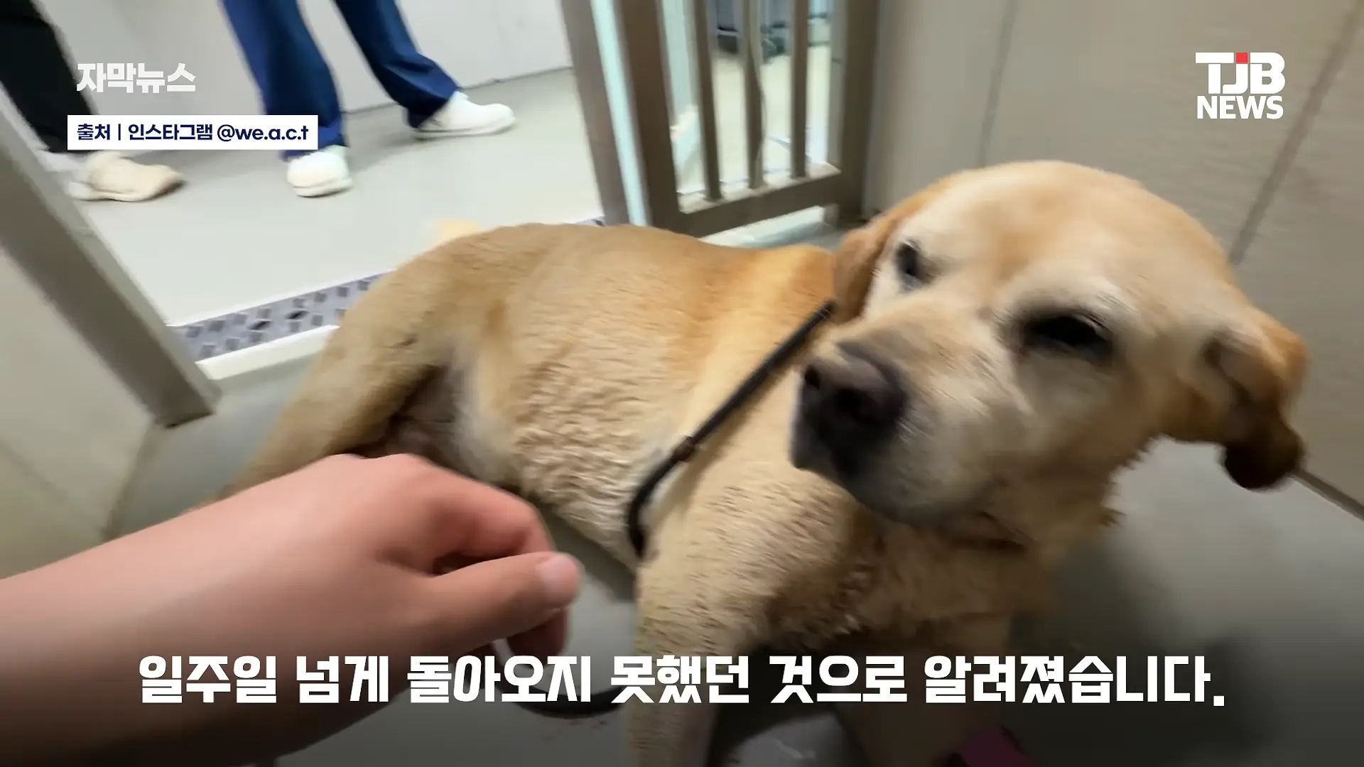 부러진 다리로 8시간 견뎌. 수로에 갇혔던 리트리버 근황｜ TJB 대전·세종·충남뉴스 00-00-46.png