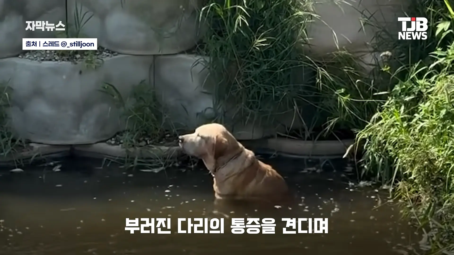 부러진 다리로 8시간 견뎌. 수로에 갇혔던 리트리버 근황｜ TJB 대전·세종·충남뉴스 00-00-39.png