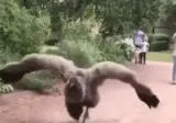 아이스크림 얻어먹는 아기새.gif