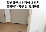 신랑이 데려온 고양이가 자꾸 절 훔쳐봐요