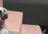집사야 내가 진짜라니깐.gif