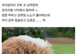 코 납작한 개는 강아지들 사이에서 왕따..