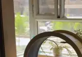 엄마 탈락 냥이