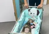 고양이들이 받는 상장