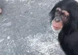 요즘 주식 맛을 보고 있는 개붕이.gif