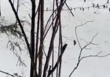 호랑이와 노는 재규어들