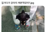 길가다 강아지 껴본적있어?.jpg
