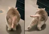고양이 꼬리의 털을 다 밀어버린다면?
