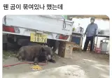 웬 곰이 묶여있나 했는데..jpg