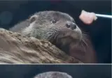 신선한 고기 한점이 주는 행복.jpg