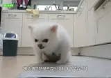 기안84 : 저희 개는 물어요