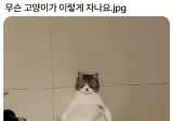 무슨 고양이가 이렇게 자나요.jpg