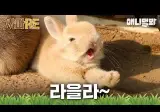 새끼들 보호하려고 이사 보냈지만 결국 죽고만 엄마토끼 @@