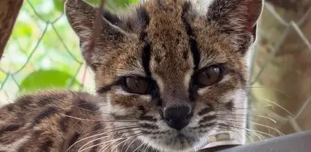 #tilcayo #leopardus tilcayo #cat #cats