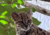 #tilcayo #leopardus tilcayo #cat #cats