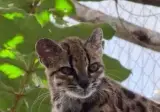 100년만에 새로운 고양이 종 발견