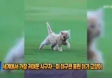 미국 마이너 리그의 귀여운 아기고양이 시구