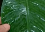 도로부족에게 잡힌 개붕이 1인칭시점 gif.