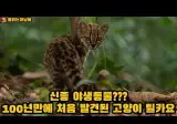 100년만에 전세계에서 처음 발견된 새로운 종 표범무늬 고양이 틸카요!