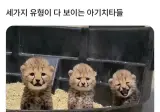 세가지 유형이 다 보이는 아기치타들.jpg