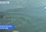 부산 상어보려고 방문한 방문객수.jpg