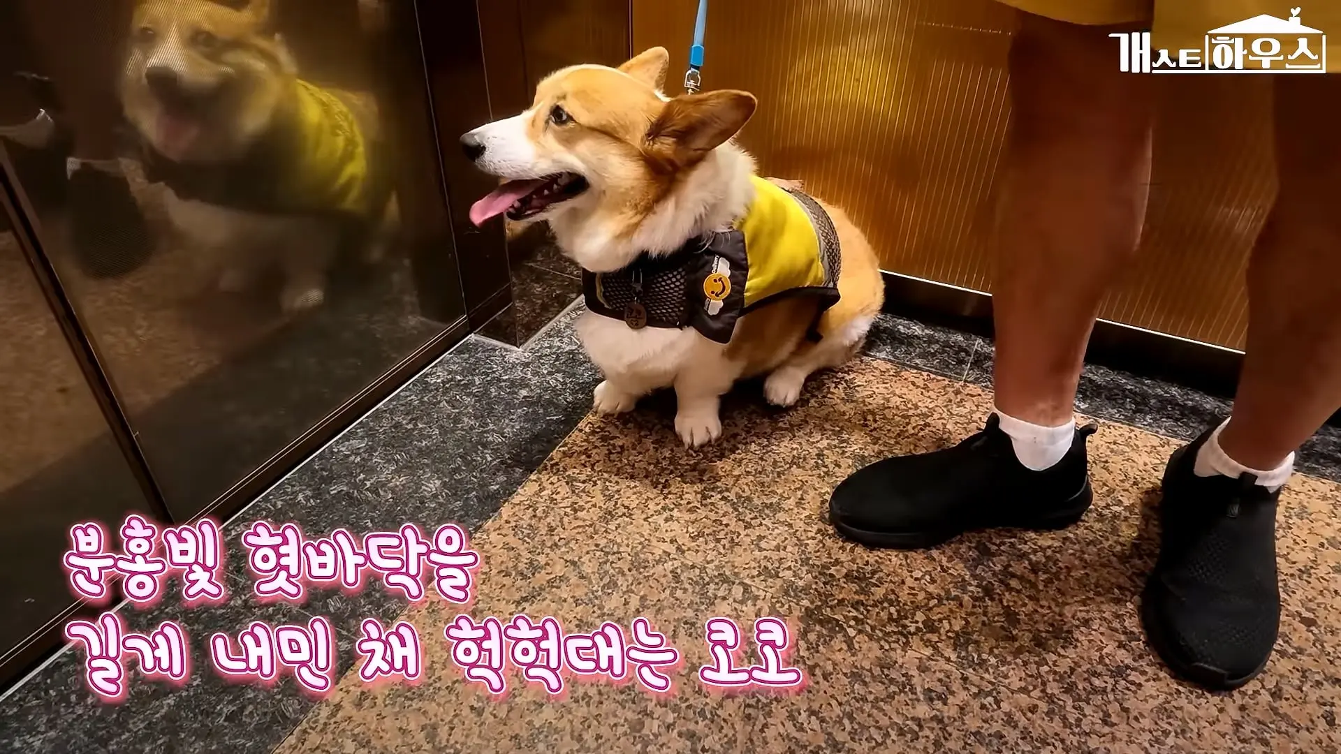 “하루 3만 보, 비바람 몰아쳐도 8년 동안 행복을 전했어요” 택배견 코코_20260920_234901.468.jpg