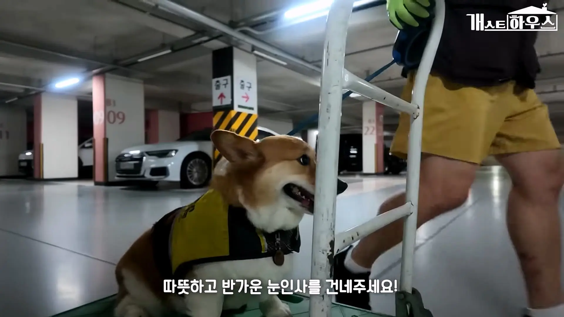 “하루 3만 보, 비바람 몰아쳐도 8년 동안 행복을 전했어요” 택배견 코코_20260920_234942.677.jpg