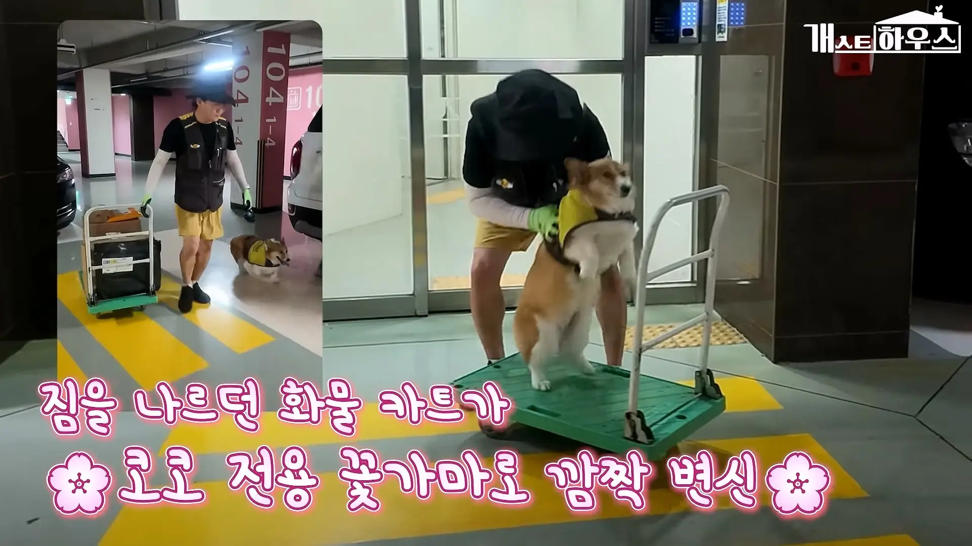 “하루 3만 보, 비바람 몰아쳐도 8년 동안 행복을 전했어요” 택배견 코코_20260920_234928.668.jpg