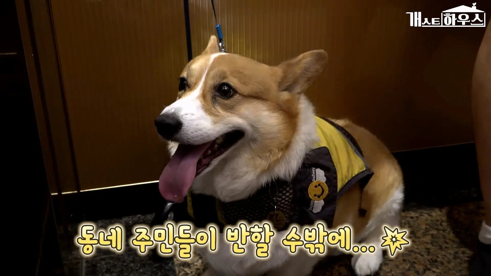 “하루 3만 보, 비바람 몰아쳐도 8년 동안 행복을 전했어요” 택배견 코코_20260920_234858.988.jpg
