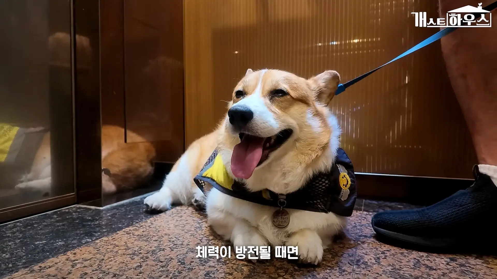 “하루 3만 보, 비바람 몰아쳐도 8년 동안 행복을 전했어요” 택배견 코코_20260920_234923.828.jpg