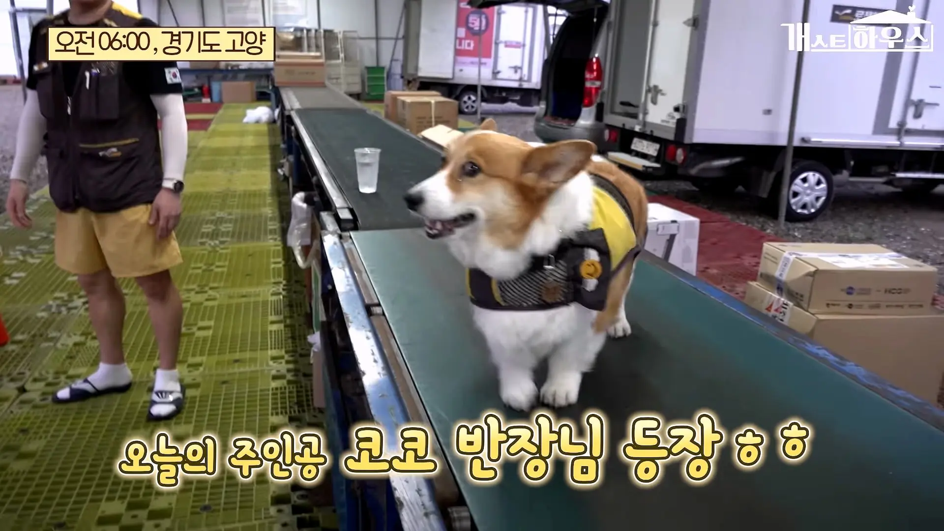 “하루 3만 보, 비바람 몰아쳐도 8년 동안 행복을 전했어요” 택배견 코코_20260920_234656.435.jpg
