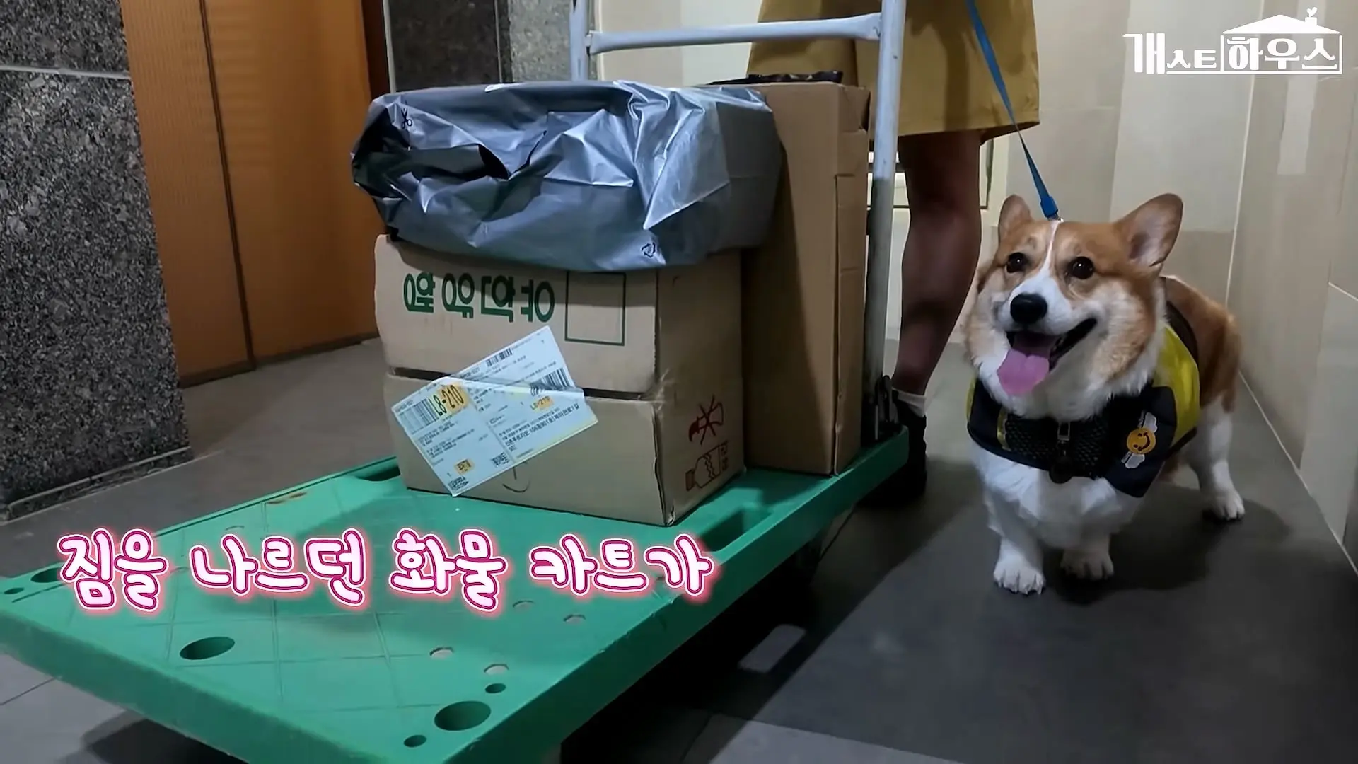 “하루 3만 보, 비바람 몰아쳐도 8년 동안 행복을 전했어요” 택배견 코코_20260920_234925.740.jpg