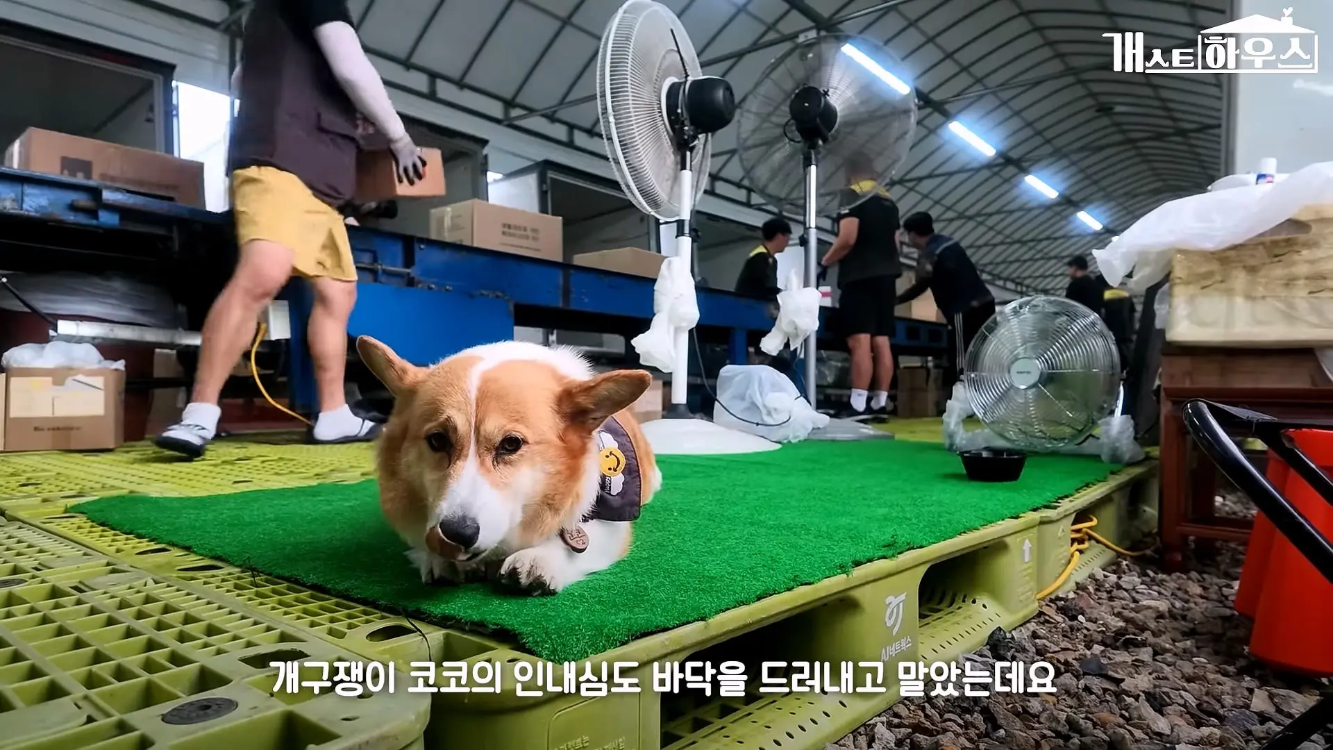 “하루 3만 보, 비바람 몰아쳐도 8년 동안 행복을 전했어요” 택배견 코코_20260920_234802.707.jpg