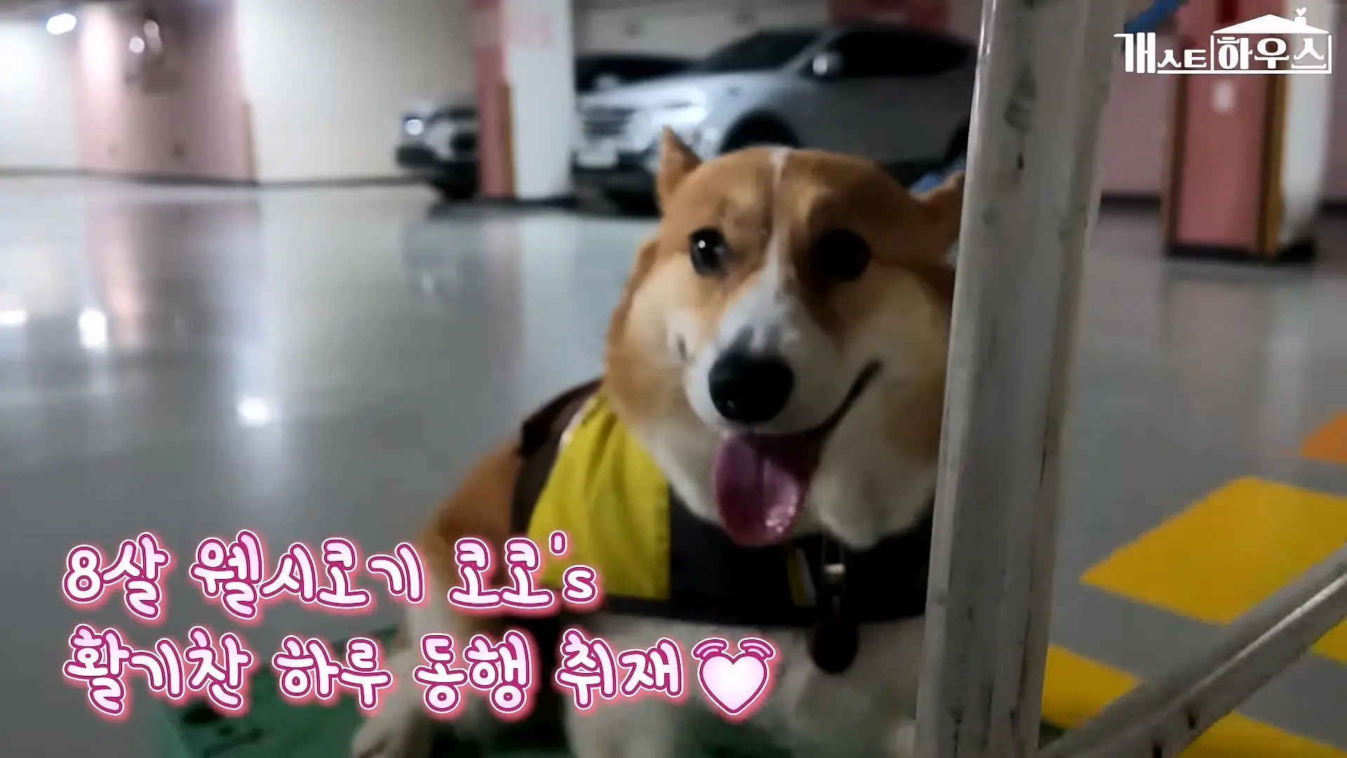 “하루 3만 보, 비바람 몰아쳐도 8년 동안 행복을 전했어요” 택배견 코코_20260920_234648.227.jpg