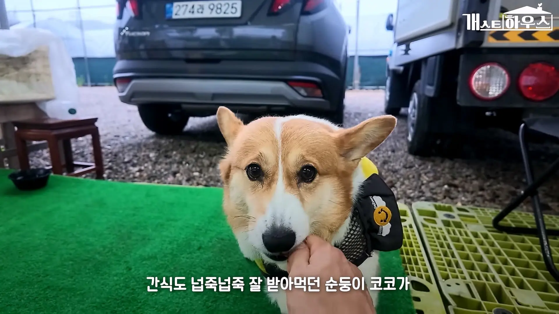 “하루 3만 보, 비바람 몰아쳐도 8년 동안 행복을 전했어요” 택배견 코코_20260920_234749.227.jpg