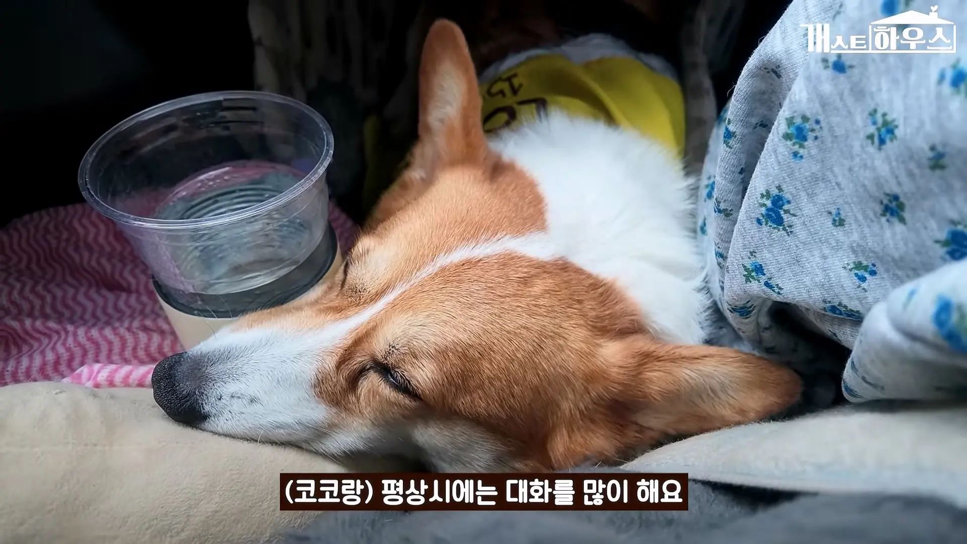 “하루 3만 보, 비바람 몰아쳐도 8년 동안 행복을 전했어요” 택배견 코코_20260920_234840.772.jpg