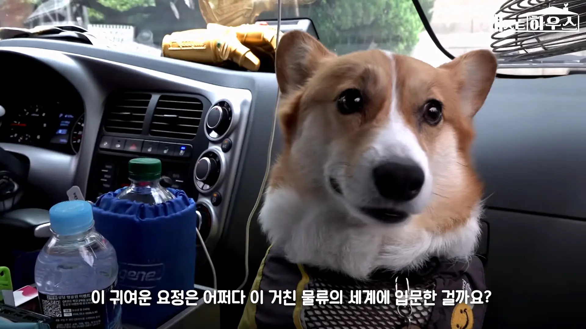 “하루 3만 보, 비바람 몰아쳐도 8년 동안 행복을 전했어요” 택배견 코코_20260920_234705.051.jpg