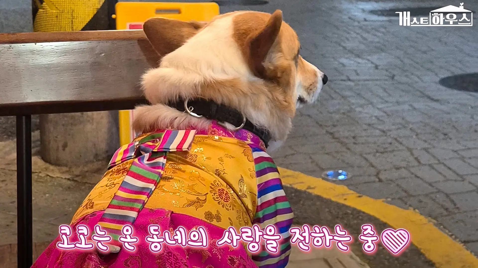 “하루 3만 보, 비바람 몰아쳐도 8년 동안 행복을 전했어요” 택배견 코코_20260920_234934.141.jpg